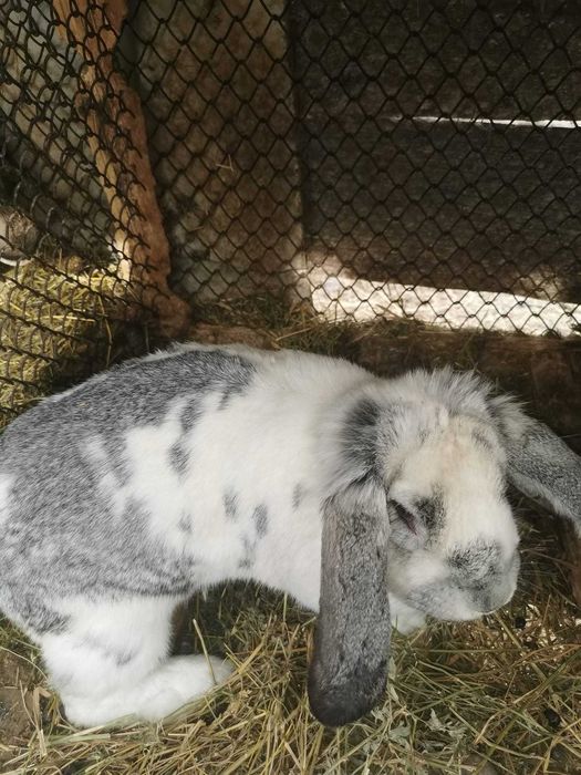 Iepuri Berbec German