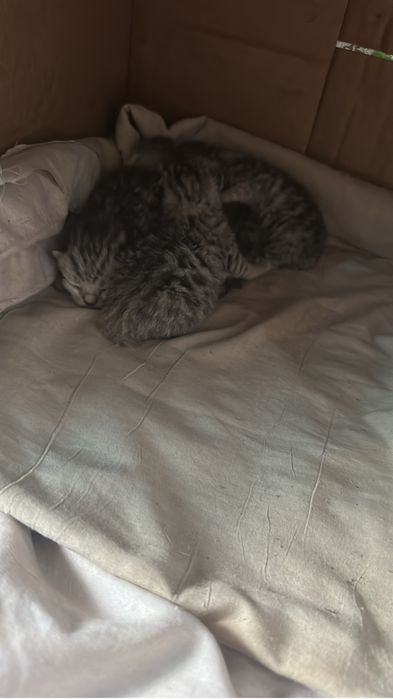 Котята вислоухие