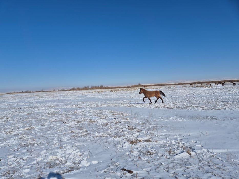 Мұғалжар байталдар сатылады