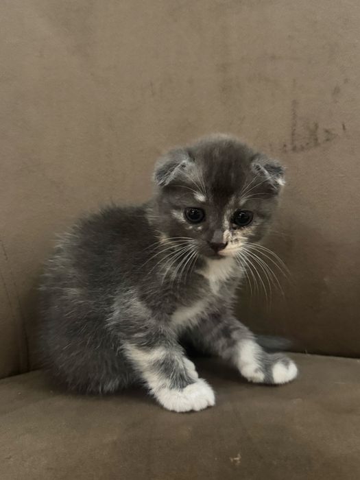 Вислоухий котёнок