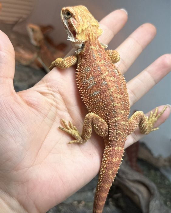 Pui agama cu barba / Dragon barbos