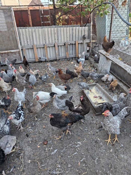 Продам куры и петухи