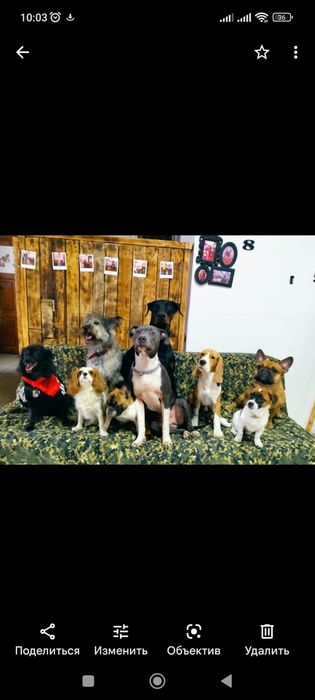 Детский сад для собак