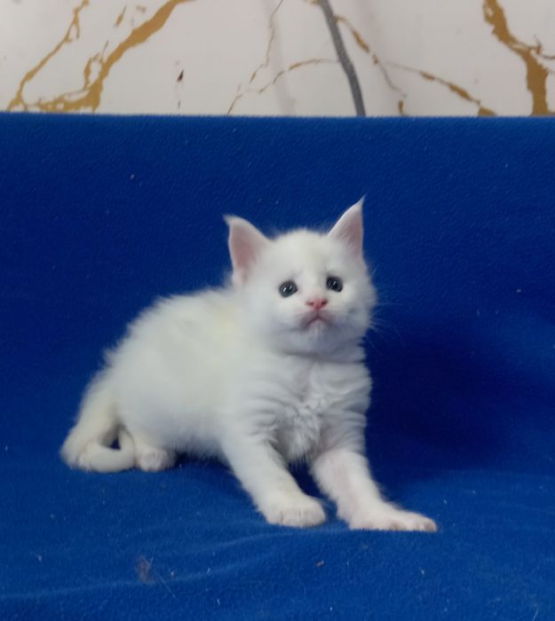 Котята породы Мейн Кун