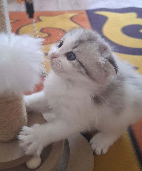 Отдам котят у хорошие руки