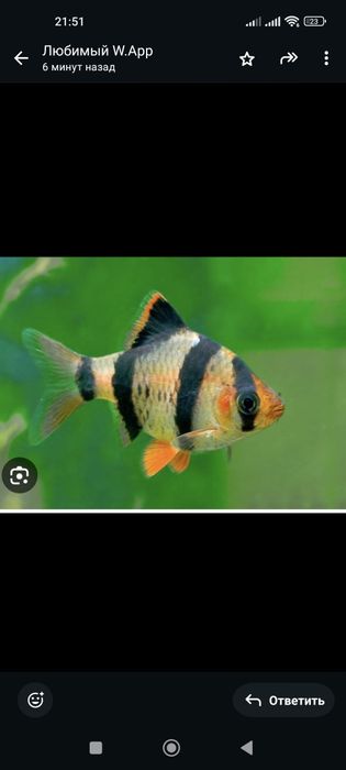 Рыбки аквариумные