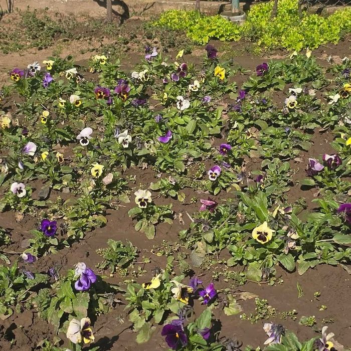 Теменужки градински