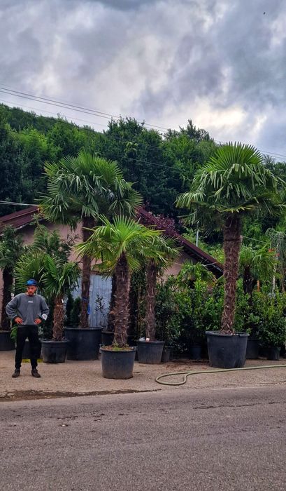 Palmieri rezistenți la îngheț,trachycarpus fortunei,cycas,washingtonia