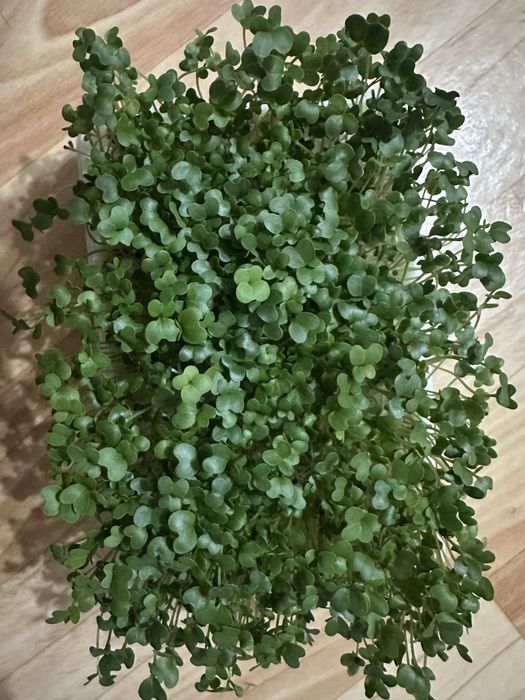 Свежая Микрозелень