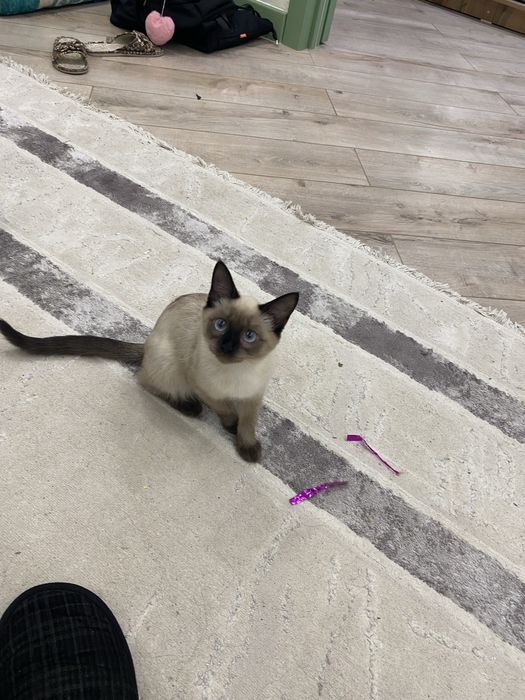 Котенок 5 месяцев девочка