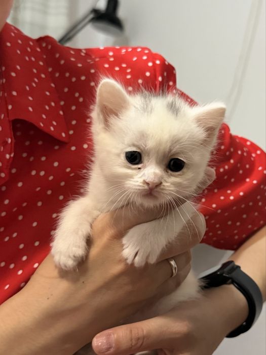 отдам котят в хорошие руки