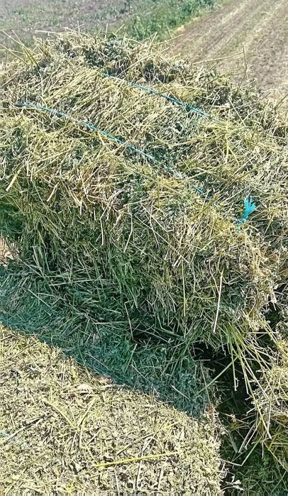 Baloti de fan , lucerna