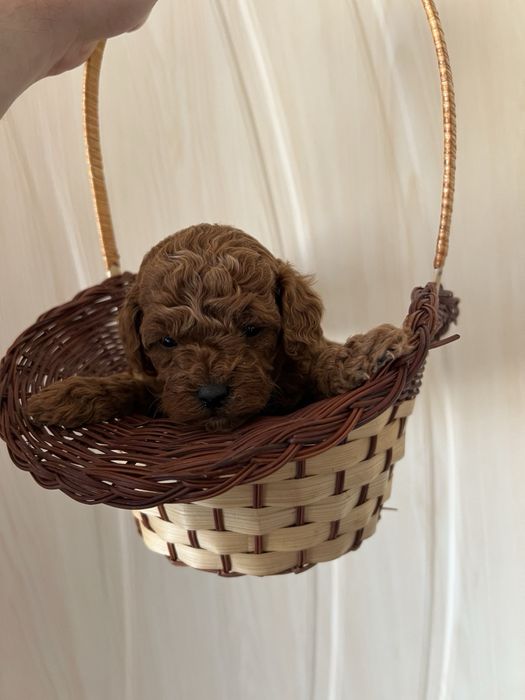 Той Пуделчета мини мини