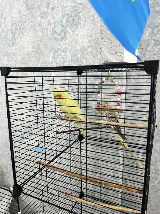 Попугай корелла ручной