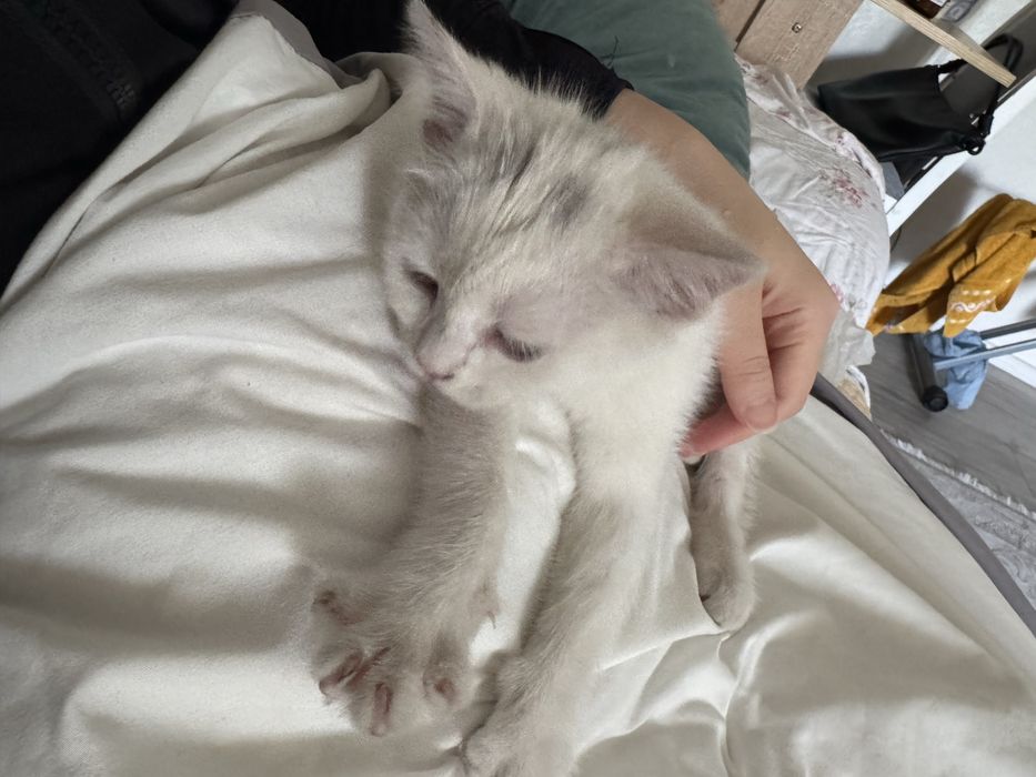 Отдадим котенка в добрые руки