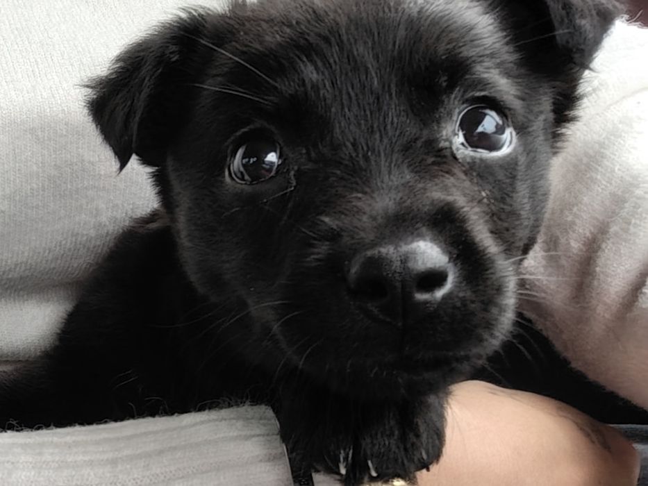 Donez cățelușa de talie mica