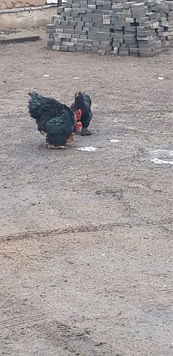 Продам петухов брама