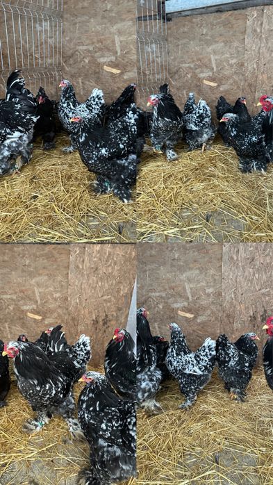 Disponibile ouă si pui brahma