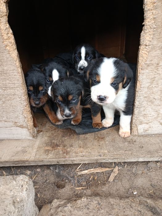 Подарявам пет броя малки кученца.