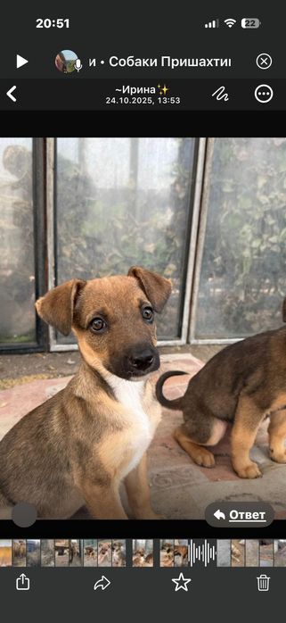 Дарю щенят!       .