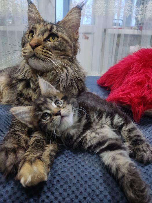 Продам котят девочки породы Мейн -кунов