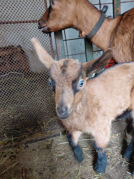 Iezi țapi alpinism francezi