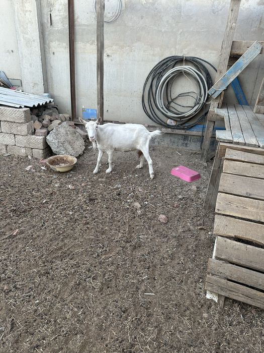 Продаю породисты козы альфа