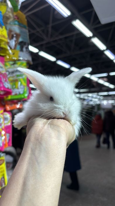 Кролики декоративные