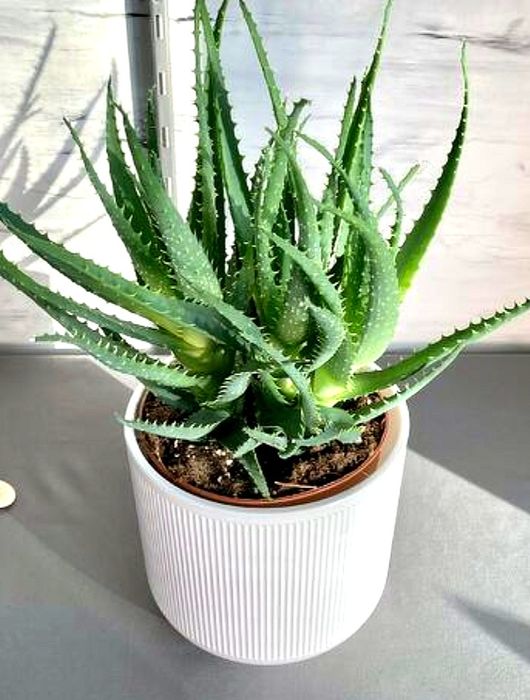 Комнатные растения, цветы для дома, офиса