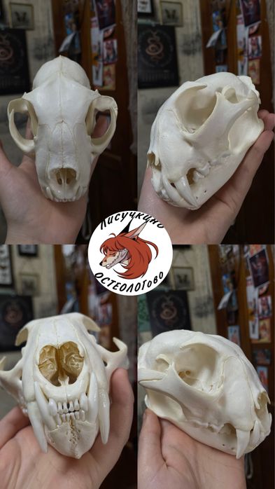 Череп косули и не только
