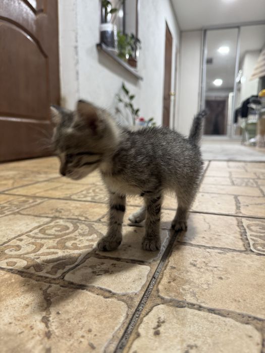 отдам котенка в хорошие руки