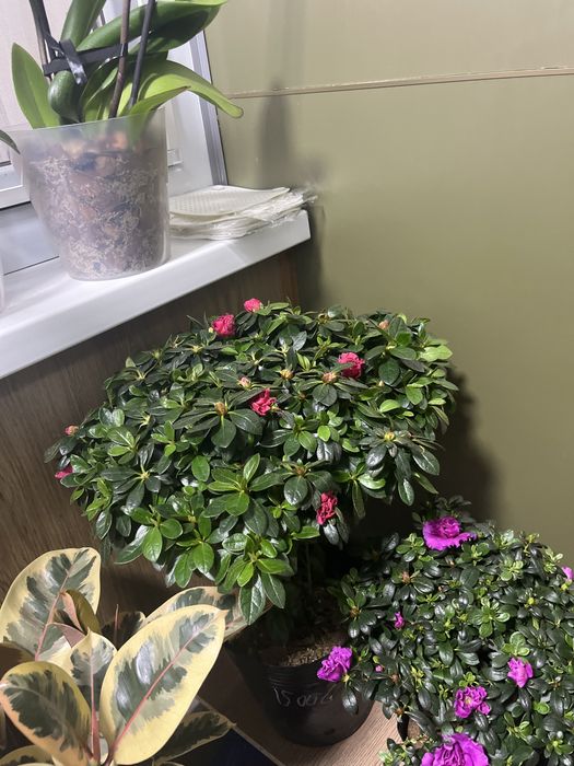 Азалия фикус Бенджамин