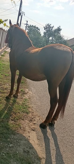 Iapă blândă și cuminte