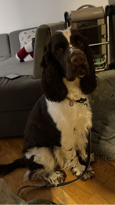 Гледане на домашни любимци