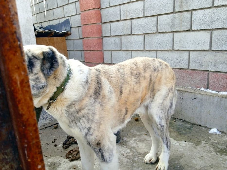 Вязка кобель Тобет