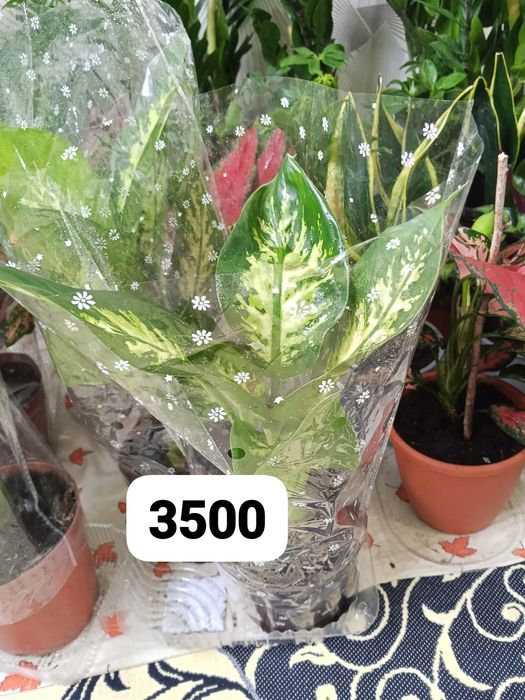 Домашние цваты дешевле