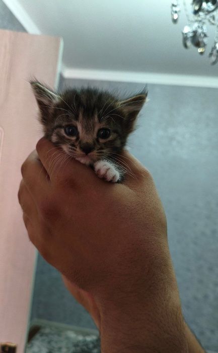 Кошечки домашние