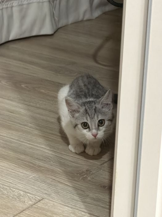 Котенок 3 месяца