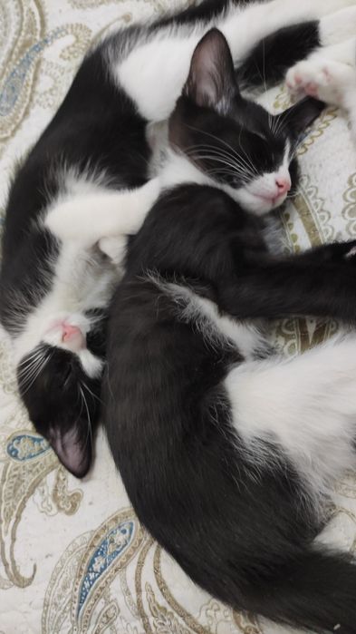 Котята бесплатно