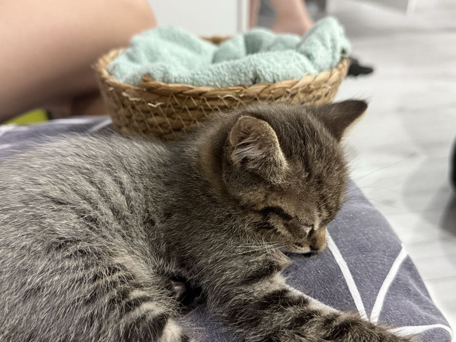 Отдам котёнка бесплатно