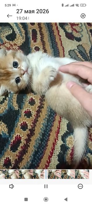 Продаются срочно! Шотландские котята с окрасом  золотая шиншилла ny 11
