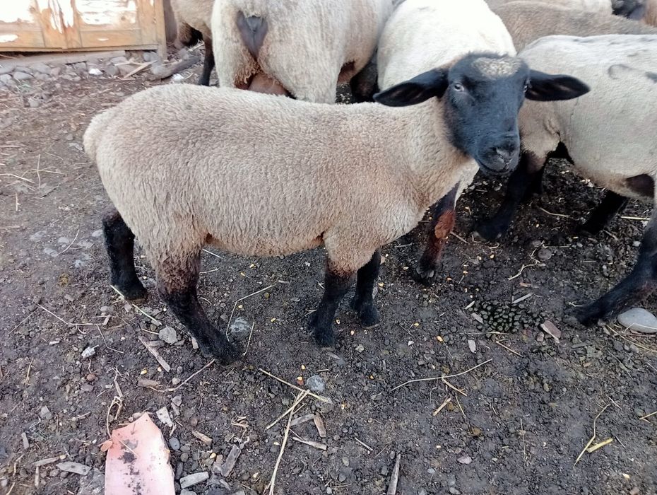 Berbecuti suffolk