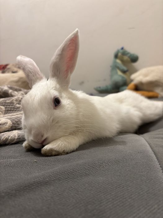 Вязка  кроликов