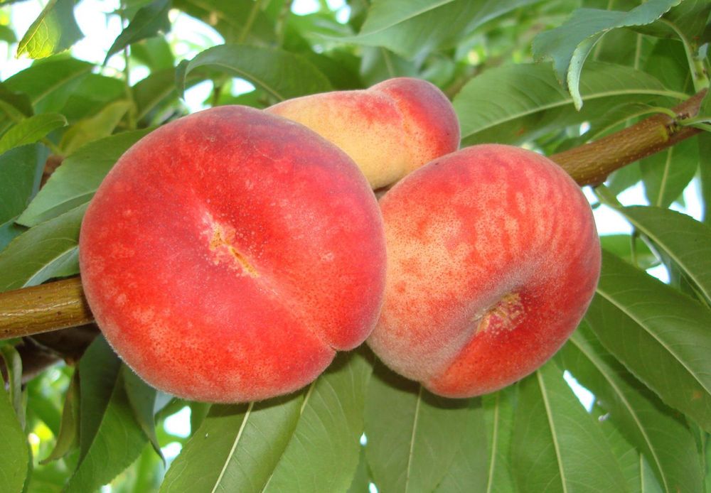 Piersic plat PLATICARP