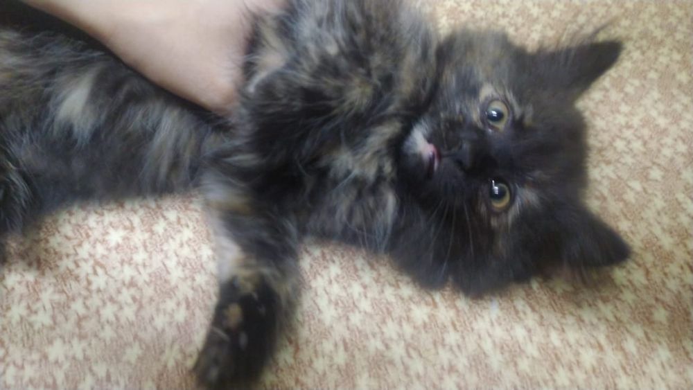 Котята отдам бесплатно