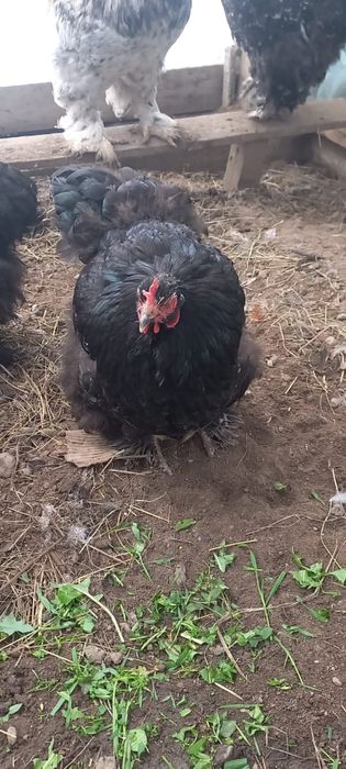 Продам кур джерсиский гигант и кохенхин