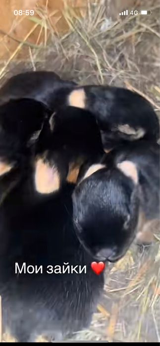 Огнёвка (черно-огненный) кролик