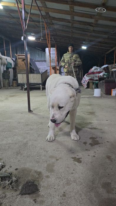 Алабай сатылады екі жасар