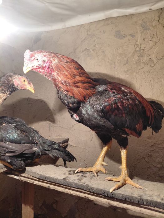 Дакан қораз туляк