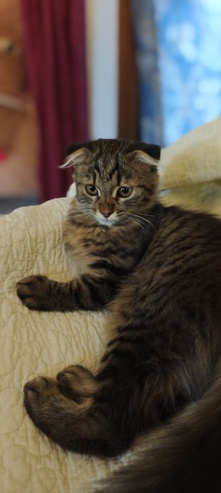 Котенок в хорошие руки